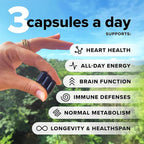 Complement ForHer & Essential Vegan Multivitamin Bundle – 30-Day Women’s - Image 5
